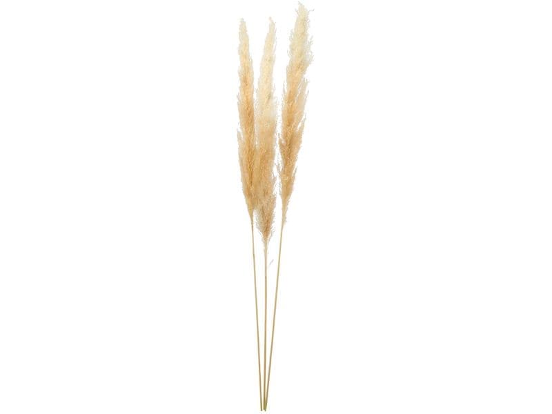 Dekomat AG Pampasgras-Bündel Pampasgras-Bündel getrocknet Creme 110 cm