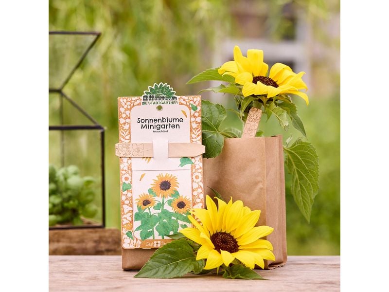 Die Stadtgärtner Anzuchtset Sonnenblume
