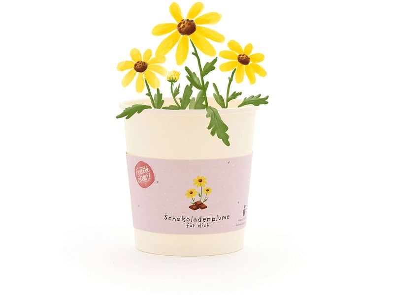 Die Stadtgärtner Blütengruss Schokoladenblume