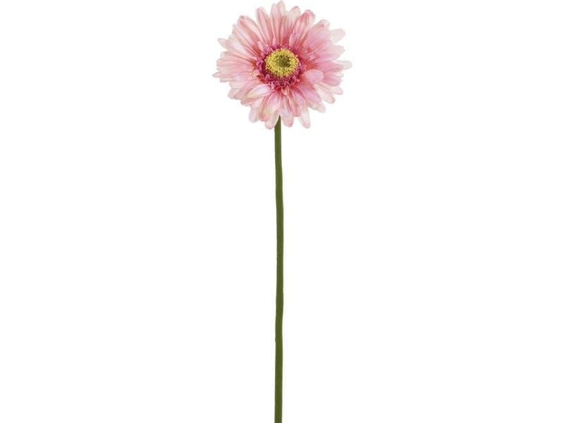 Botanic-Haus Gerbera 57 cm