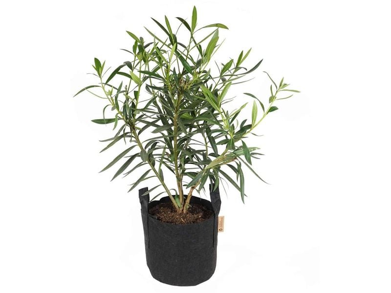 Gorilla Gardening Pflanzsack Schwarz