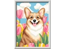 Ravensburger Malen nach Zahlen Corgi im Blütenmeer 26.3 x 20.5 cm