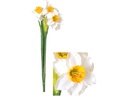 CHALET Blumenstrauss Narzissen 51 cm, Gelb/Weiss