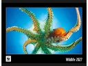 Calendaria Wildlife 34 x 48 cm