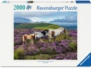 Ravensburger Puzzle Wildpferde in der Heide 2000 Teile 98 x 75 cm
