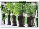 Kesper Herbs Grün/Mehrfarbig